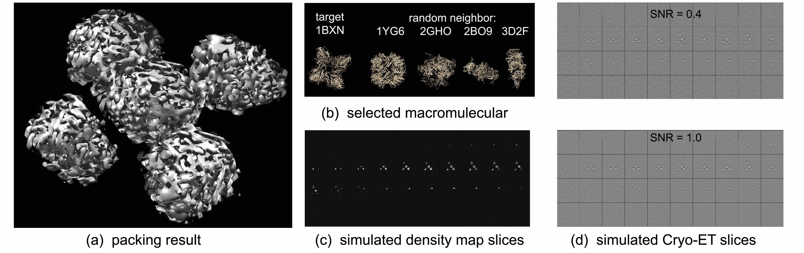 Graphic: The process of macromolecule packing and cryo-ET simulation. (a) Four macromolecules are packed into a crowded status by moving them toward each other. They are randomly placed in a initial box with an automatically calculated size. (b) The target macromolecule (1BXN) and four random neighbors. (c) The 3D density map is then generated, and the slices are shown. (d) we added noise into the density map and obtain cryo-ET with different SNR.