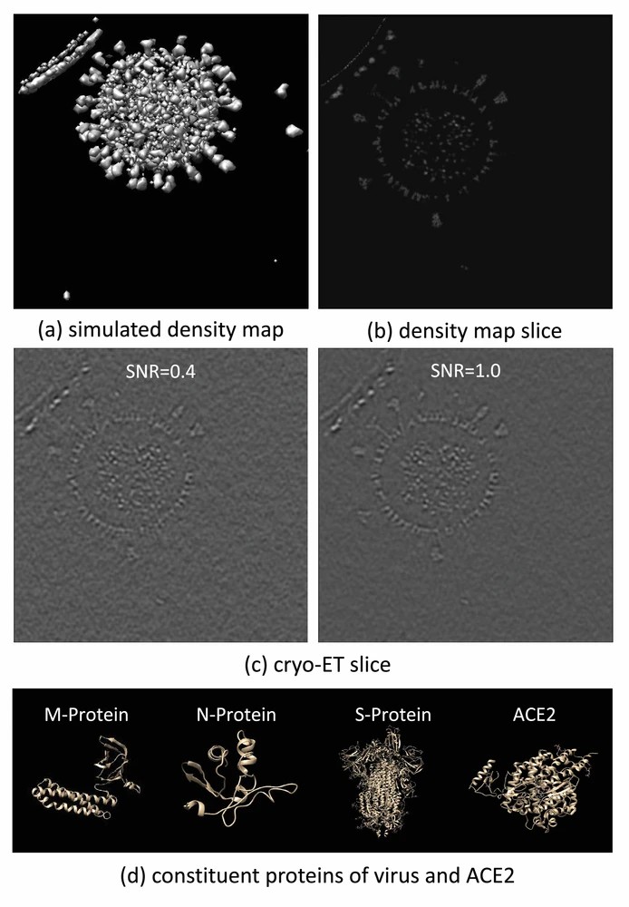 Graphic: The simulation of the virus and several ACE2 protein next to a cell membrane. (a) is the isosurface result of the simulated result. (b) is a slice of noise-free density map. (c) are two simulated tomogram under different SNRs. (d) shows all the proteins used in this scene.