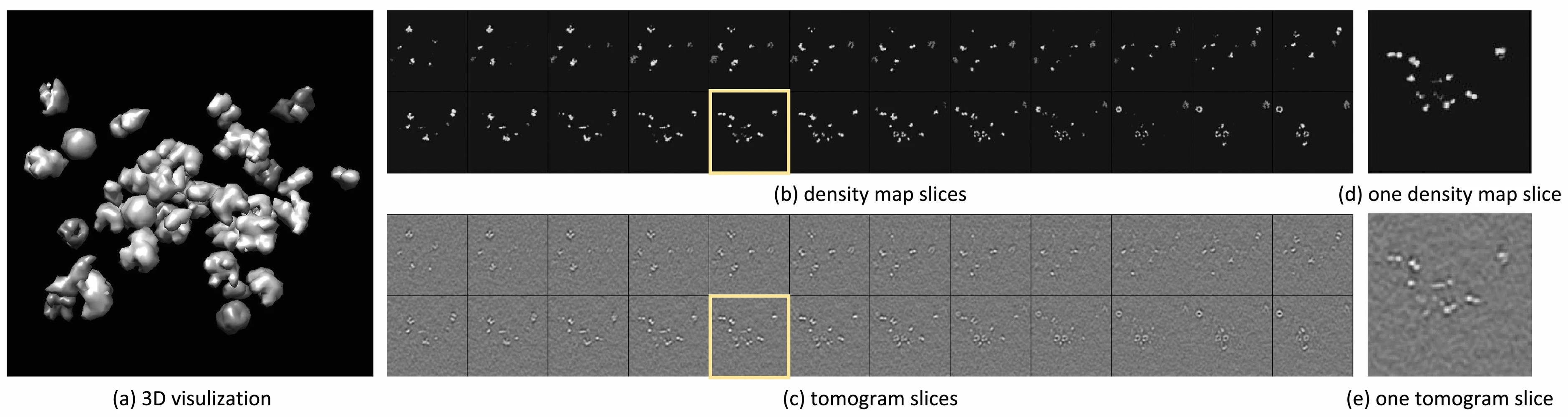 Graphic: The simulated cryo-ET of 50 macromolecules after packing. (a) is the 3D visualization which shows the spacial distribution of all packed proteins. (b) is the continuous slices of the 3D density map. (c) shows the slices of the simulated tomogram which is obtained based on the noise-free density map, (d) is an enlarged image of the selected density map slice, it is the one marked by the yellow box in (b). (e) is the enlarged tomogram slice corresponding to the marked on in (c).