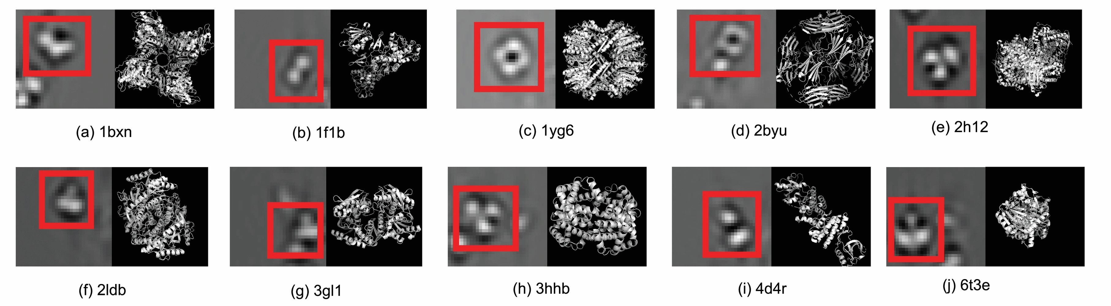 Graphic: The 10 macromolecules in the simulated dataset used for assisting cryo-ET classification method. In each subfigure, an example of subtomogram slice is shown in left, and the pdb result is shown in the right.