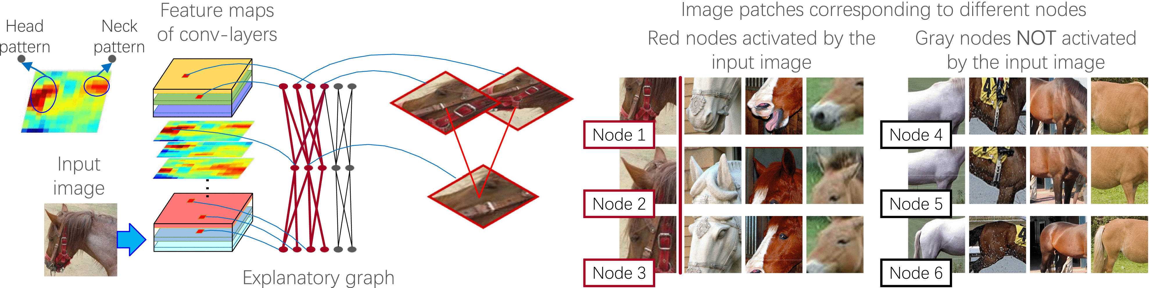 Graphic: An explanatory graph represents the compositional hierarchy of object parts encoded in conv-layers of a CNN. Each filter in a pre-trained CNN may be activated by different object parts. Our method disentangles object parts from each filter in an unsupervised manner.